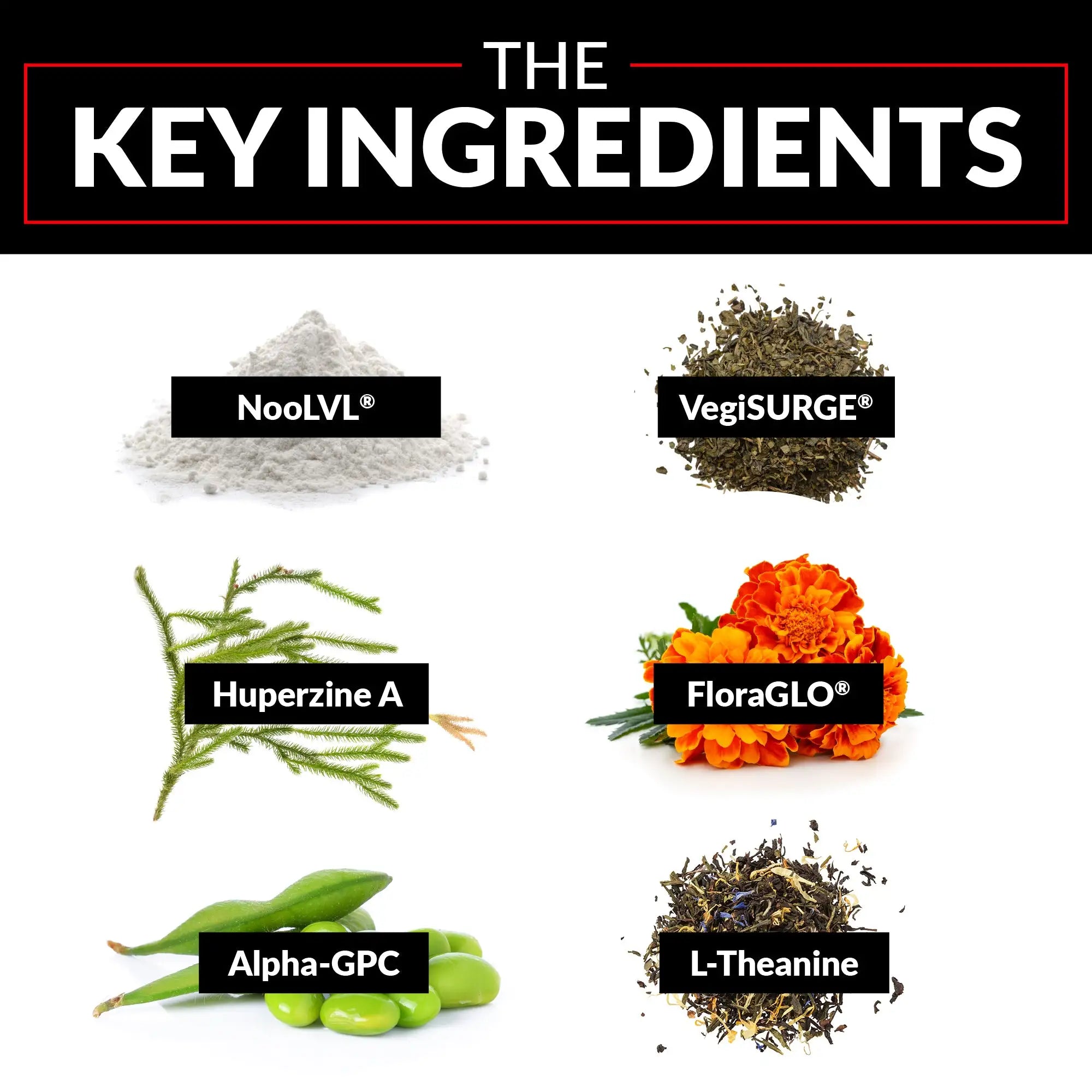 Jugador profesional de Forebrain