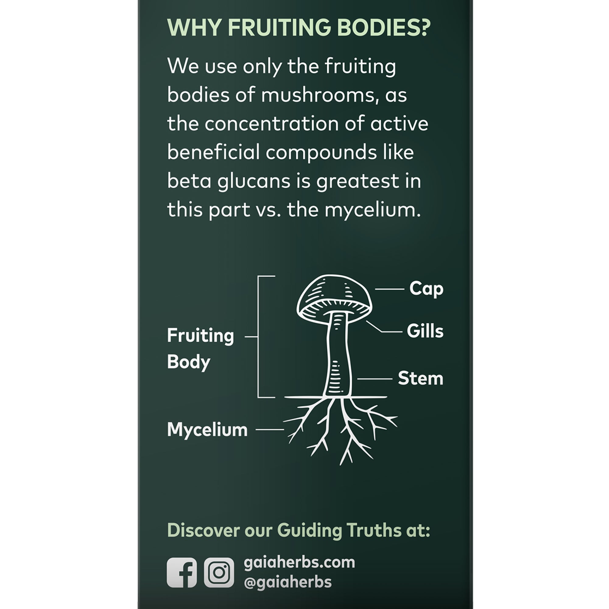 Hongo melena de león