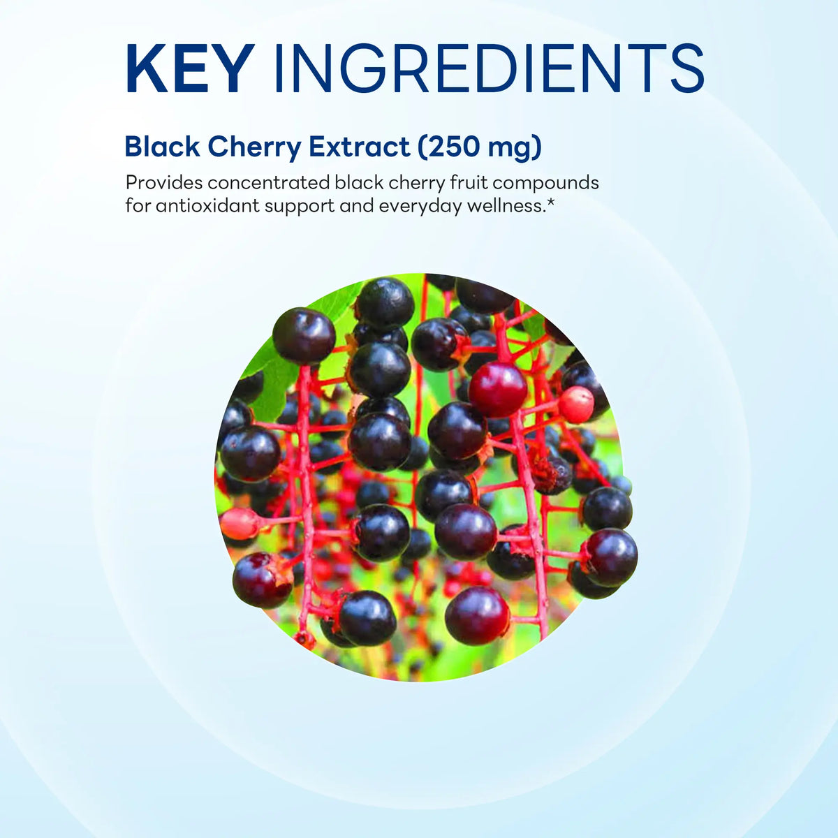 Black Cherry 1,000 mg, Antioxidant Support, 100 Rapid Release Capsules