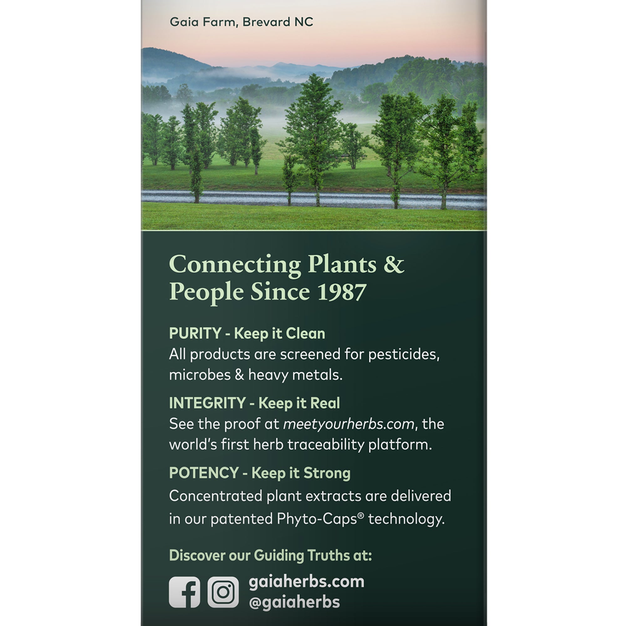 Semilla de cardo mariano